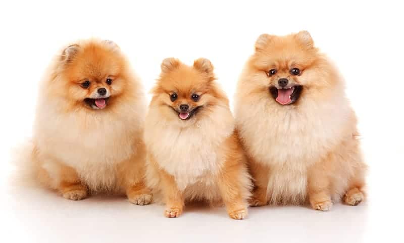 Pomeranian Names