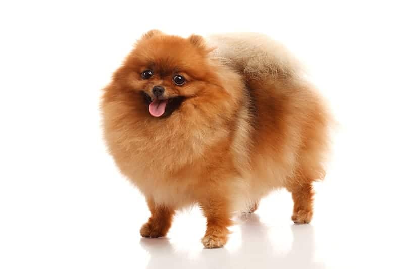 Cute Pom