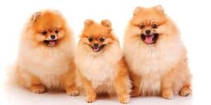 pomeranian names