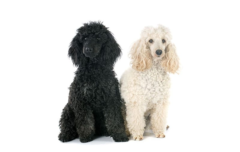 Poodle Names