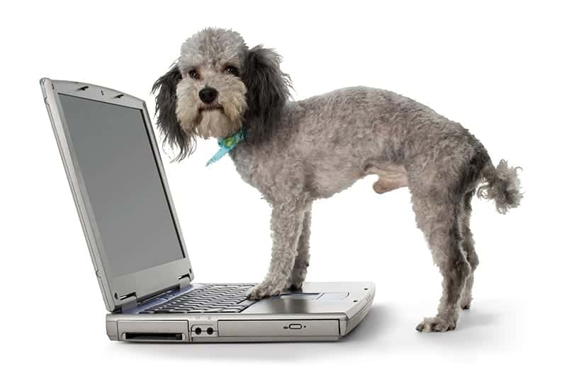 Dog on computer