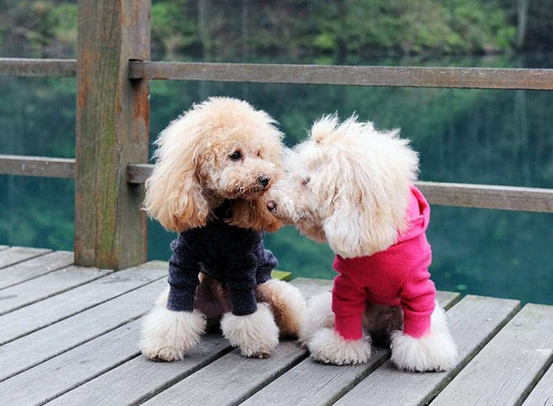 Cute dogs