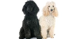 poodle names