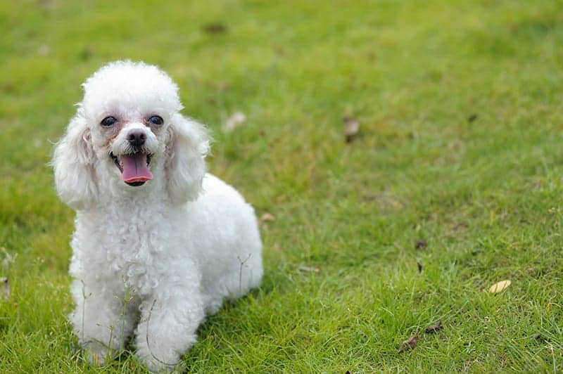 Smiling dog