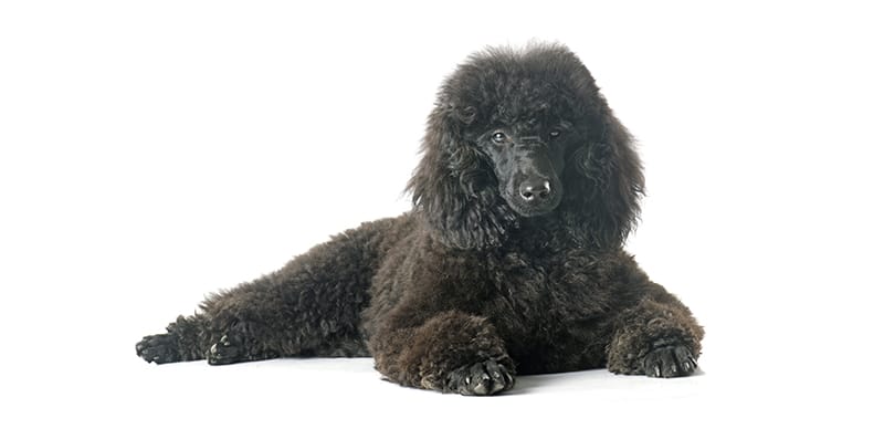 Black poodle