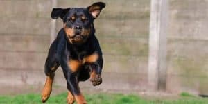 rottweiler names