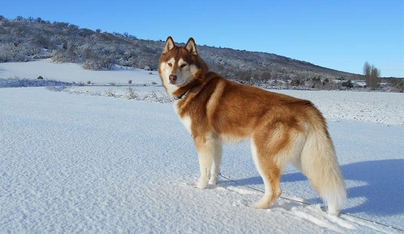 Russian Dog Names - 165 Unique & Beautiful Options