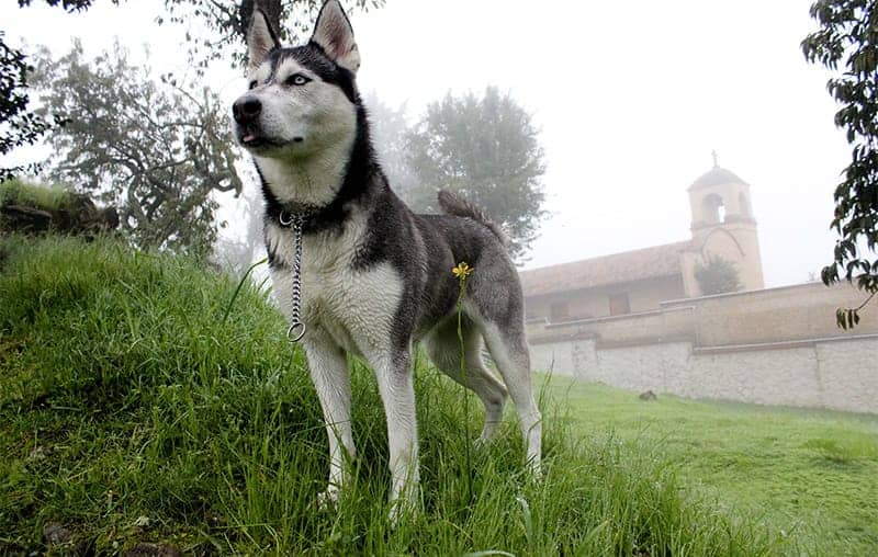 Dog in fog