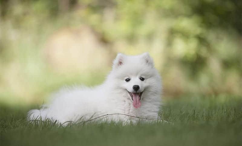 American Eskimo