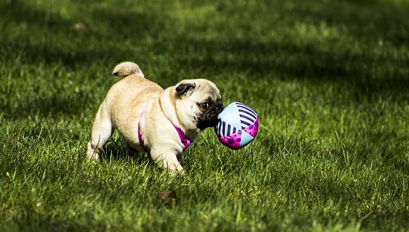 Adorable Small Dog Names 100 Ideas My Dog s Name Adorable Small Dog Names 100 Ideas My Dog s Name