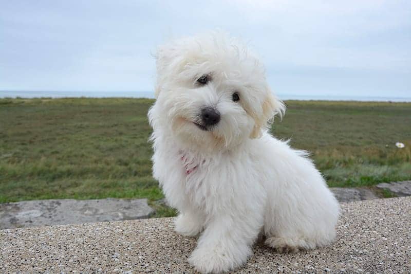 Small fluffy dog