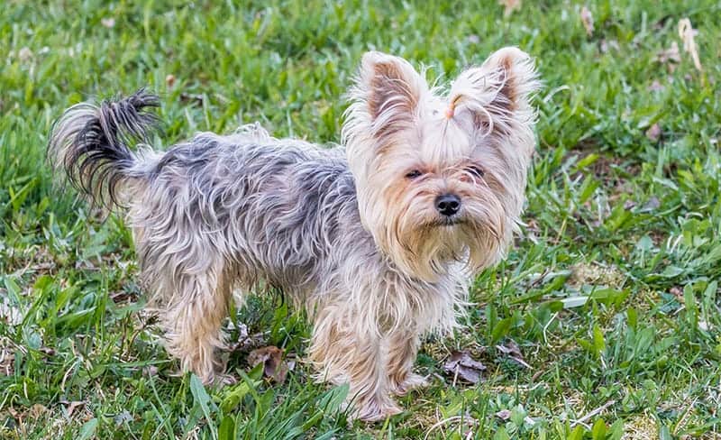 Yorkie in the grass