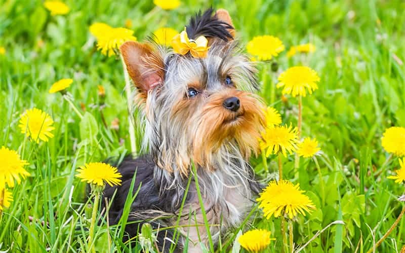 Yorkie Names