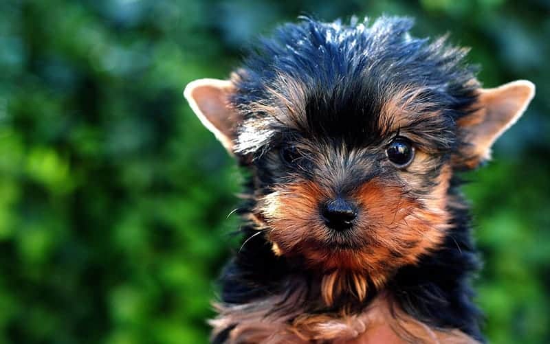 puppy yorkie