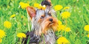 yorkie names