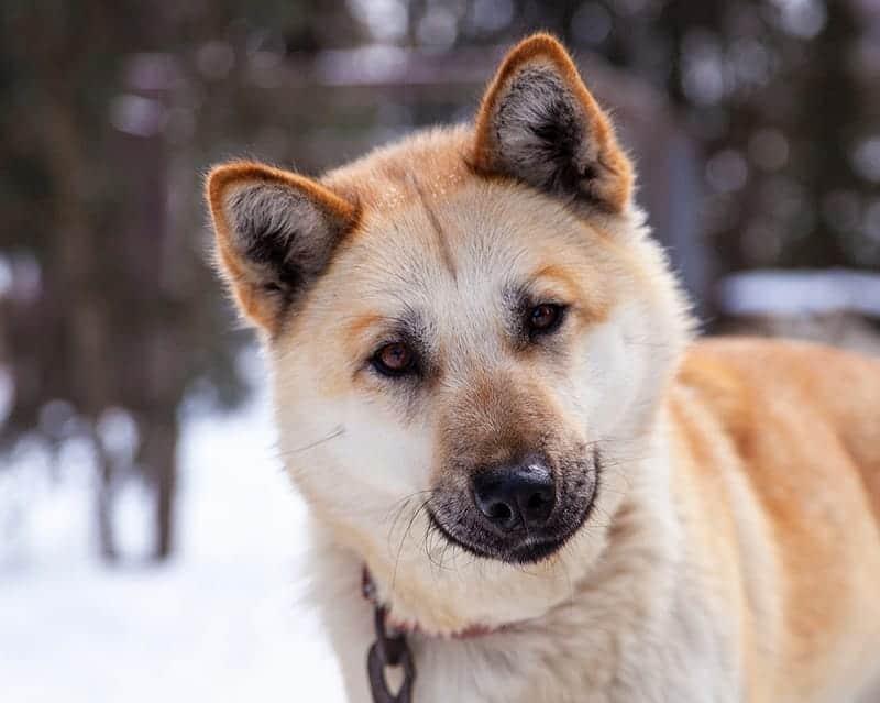 Winter dog