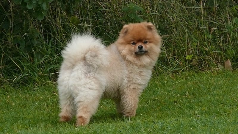 Pomeranian