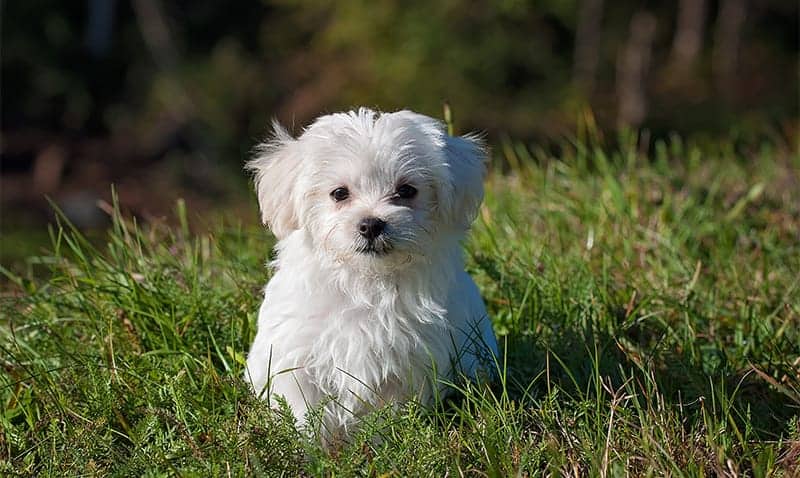 Maltese