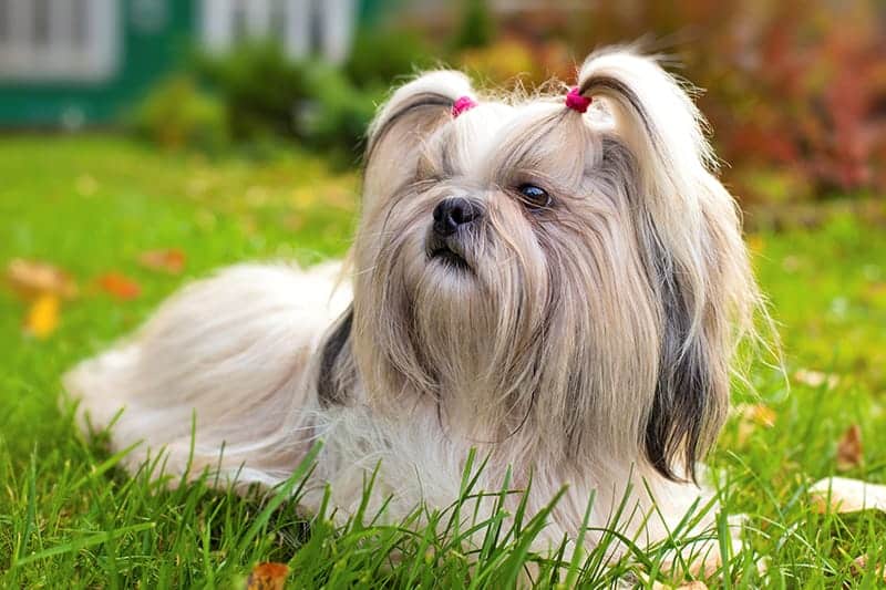 Shih Tzu Names