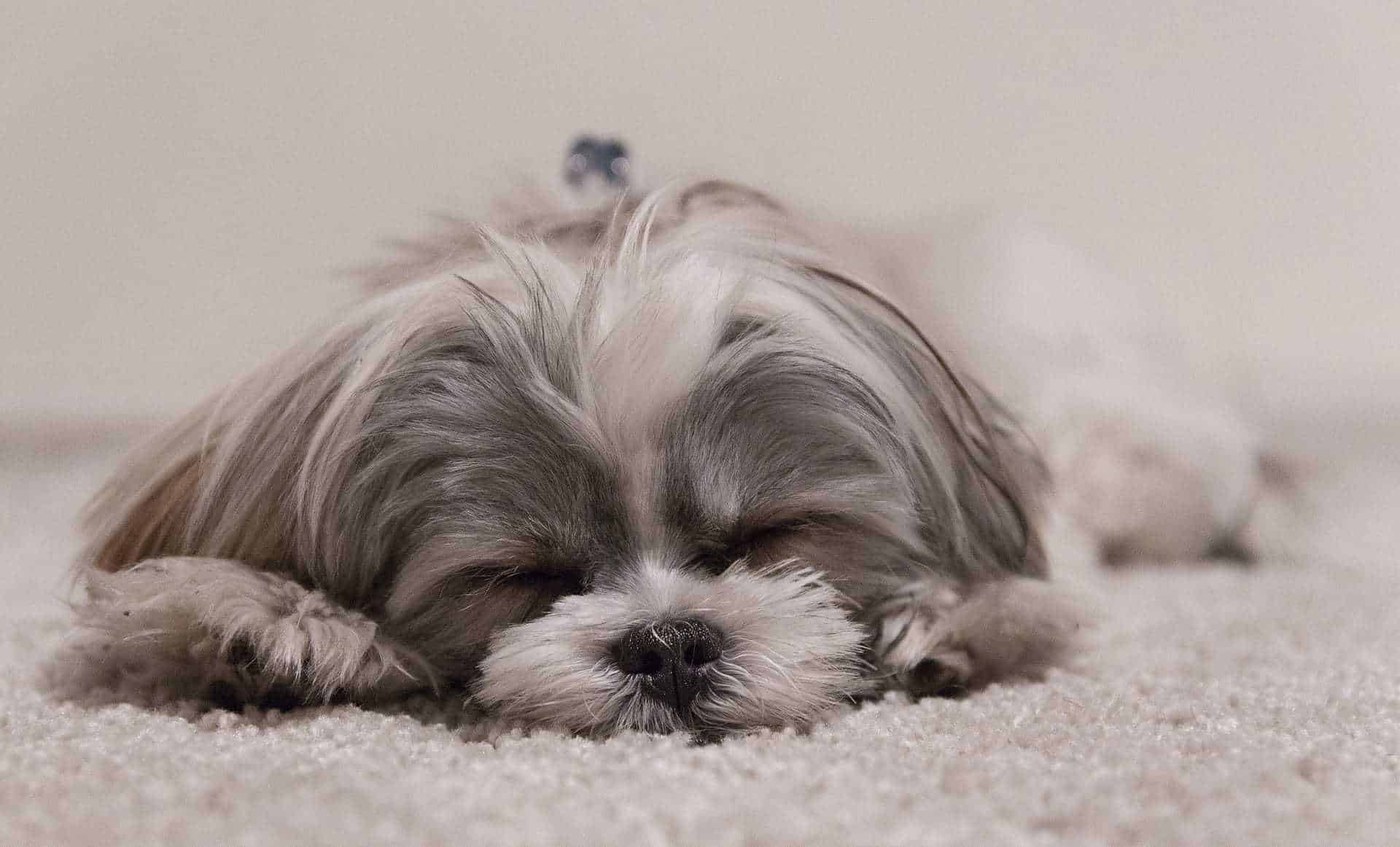 Sleeping puppy
