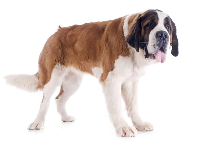 St. Bernard Names