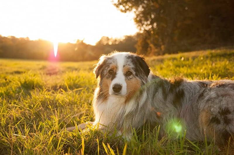 Australian Dog Names - shepherd in the sun