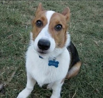 Corgi Beagle Mix