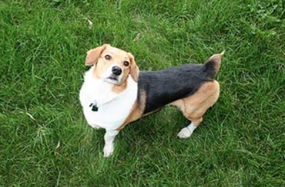 Welsh corgi x beagle 2025