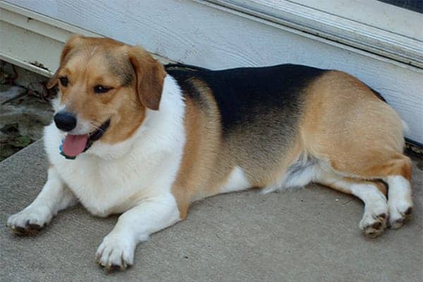 Welsh corgi x sales beagle