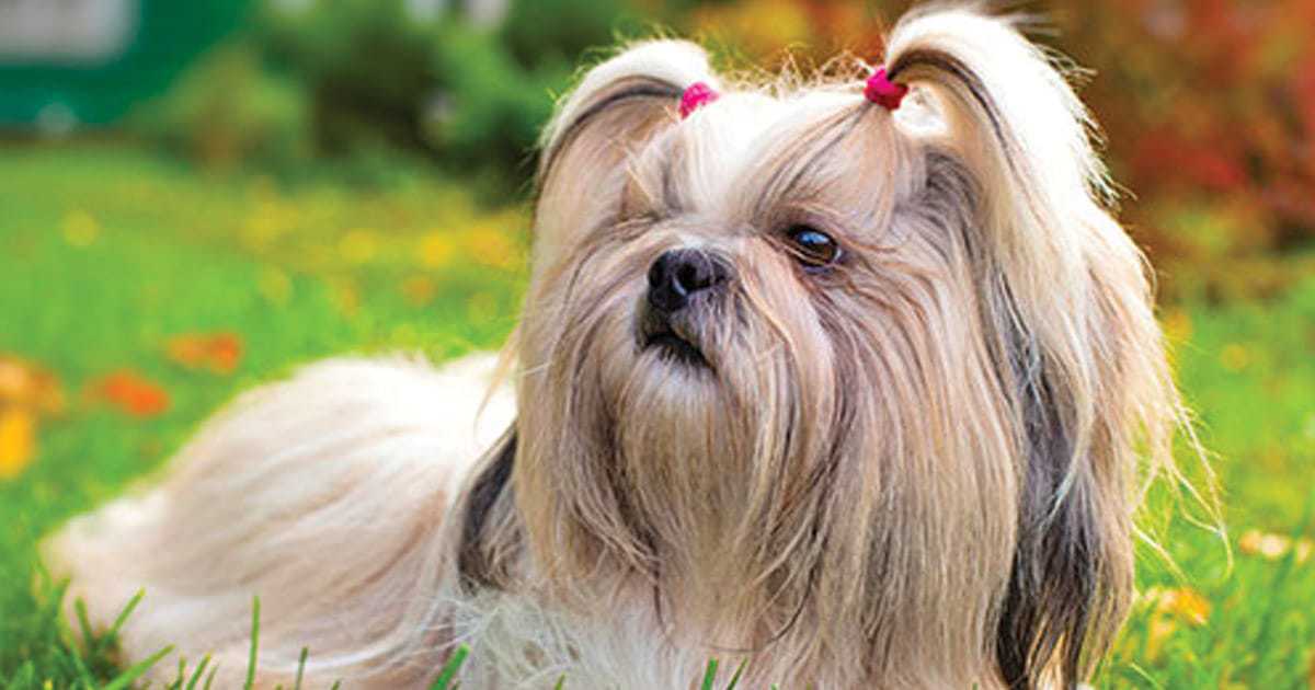 what are the different types of hypoallergenic dogs