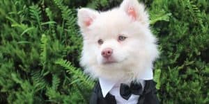 white dog in a tuxedo