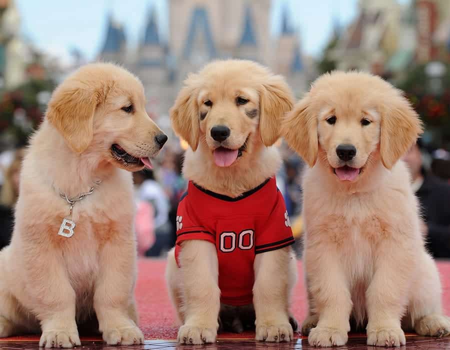 disney dog names - cute puppies