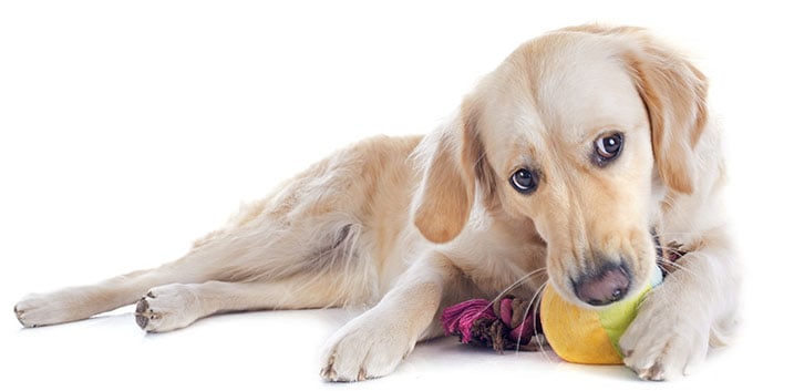 why do dogs like squeaky toys