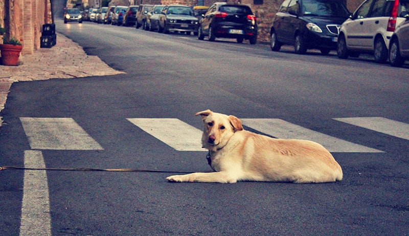 Dog in crosswalk 