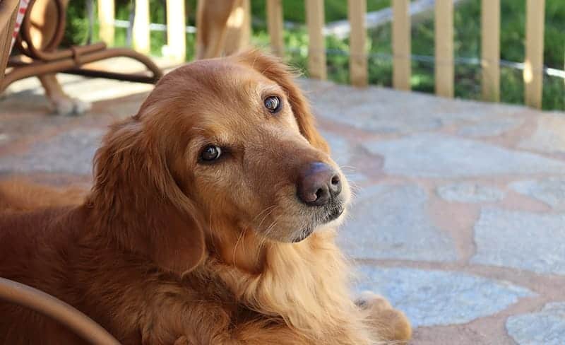 Golden Retriever Price Everything You Need To Know My Dog s Name