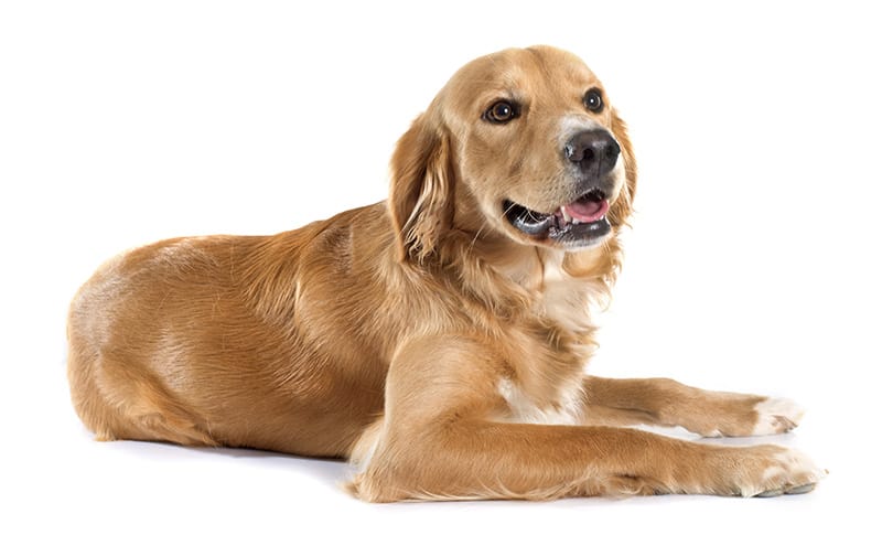 The Golden Retriever: origin, temperament, health and price