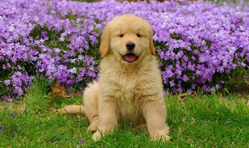 Golden Retriever puppy