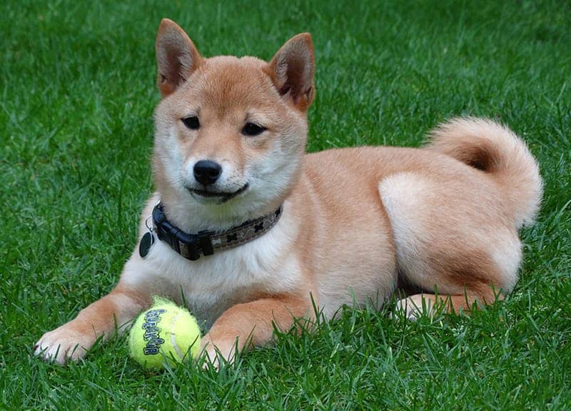 Shiba Inu Price