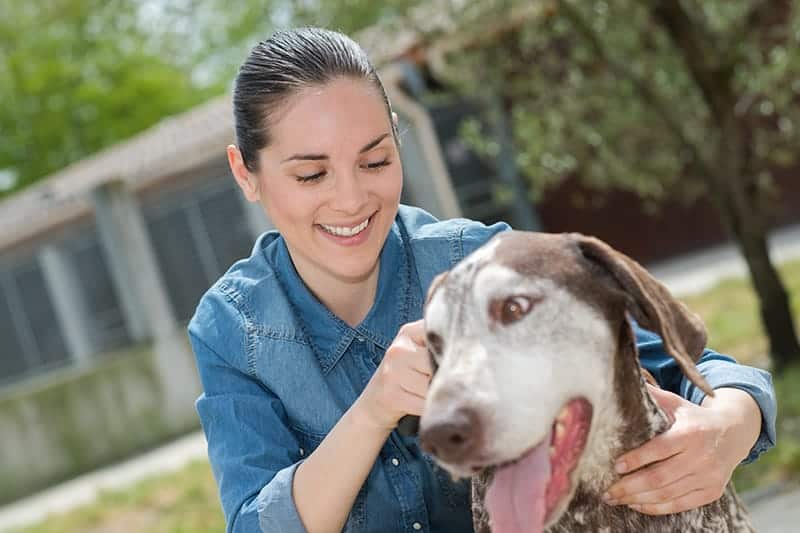 dog getting petted