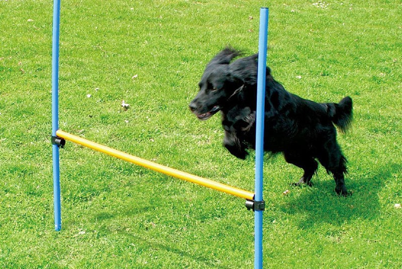 Best Outdoor Toys for Dogs