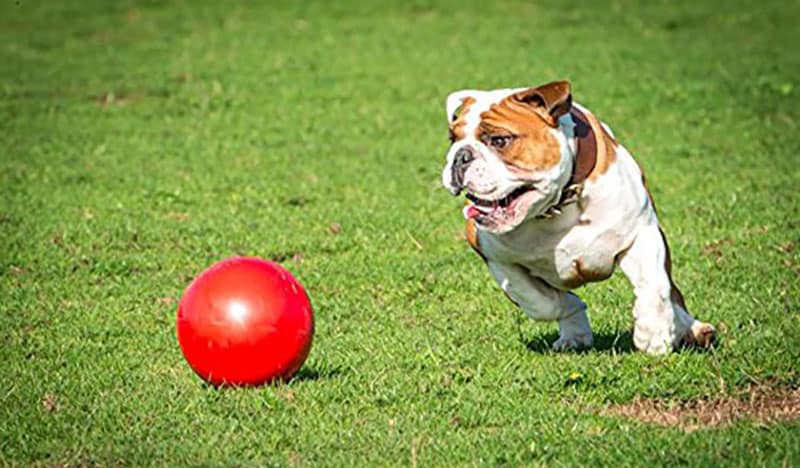 Best Outdoor Toys for Dogs