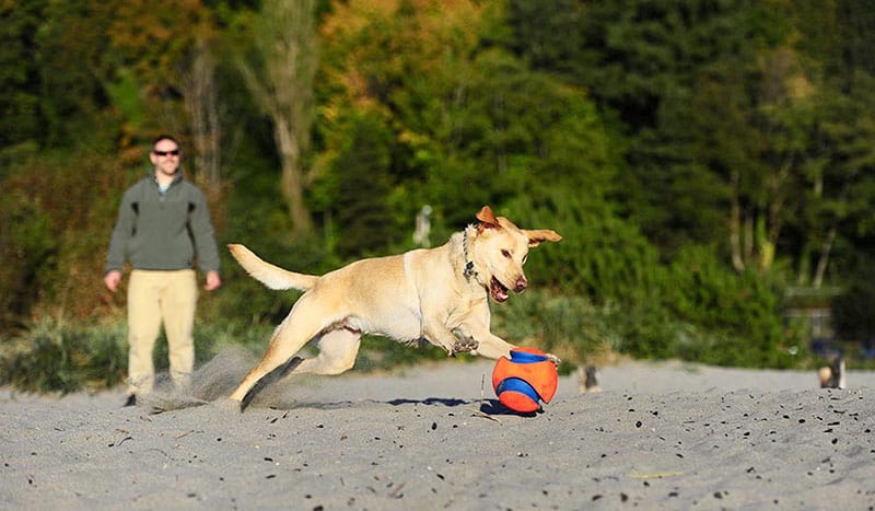 Best Outdoor Toys for Dogs