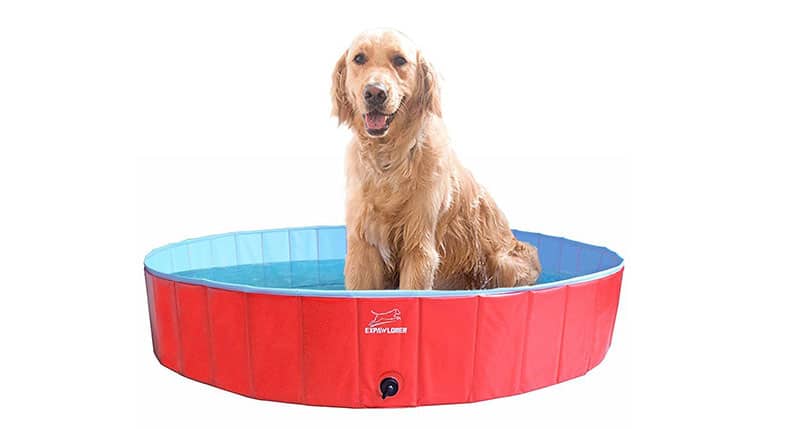 Best Outdoor Toys for Dogs