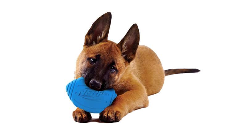 Best Outdoor Toys for Dogs