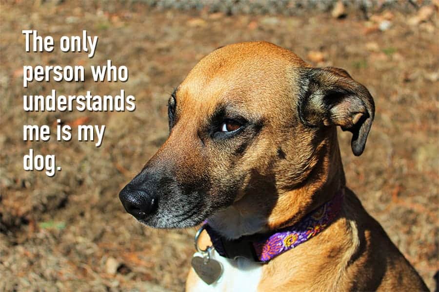 dog quote - the only person who understands me is my dog