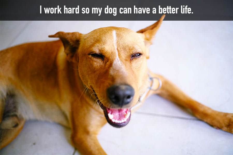 70 Funny Dog Quotes And Sayings My Dog S Name