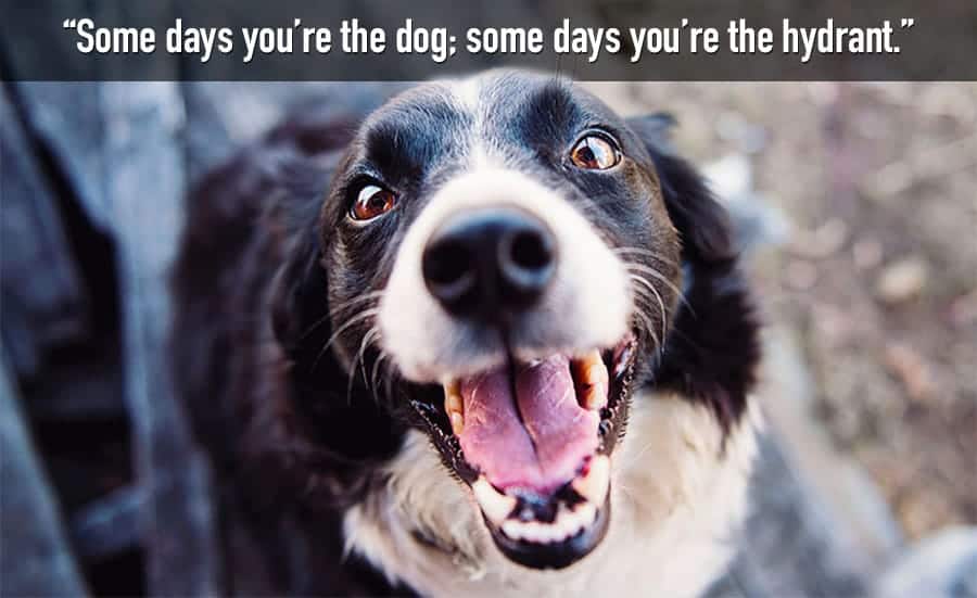 funny dog quote - some days youre the hydrant