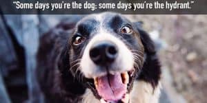 Howlarious! 100 Clever Dog Puns for a Good Laugh (2024)