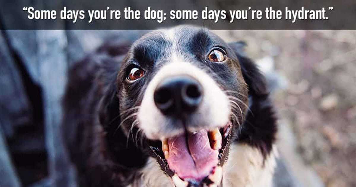 70+ Funny Dog Quotes and Sayings - My Dog's Name