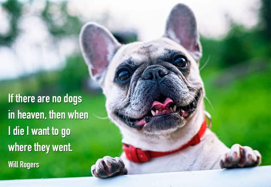 funny dog quotes - heaven